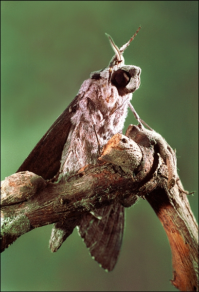 sphinx du troen n03.jpg